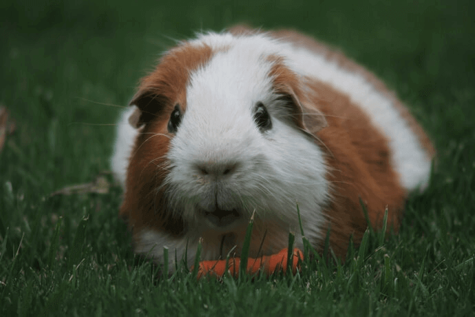 image of a guinea pig with a carrot