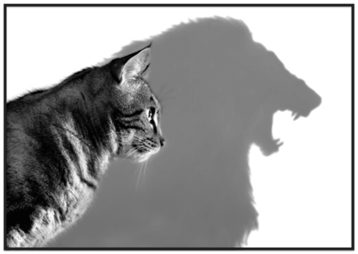 House cat casting a shadow of a lion 