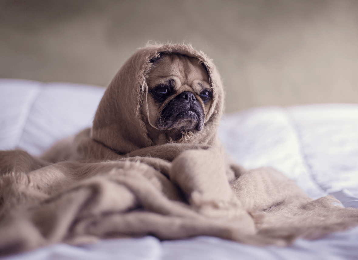 sad pug