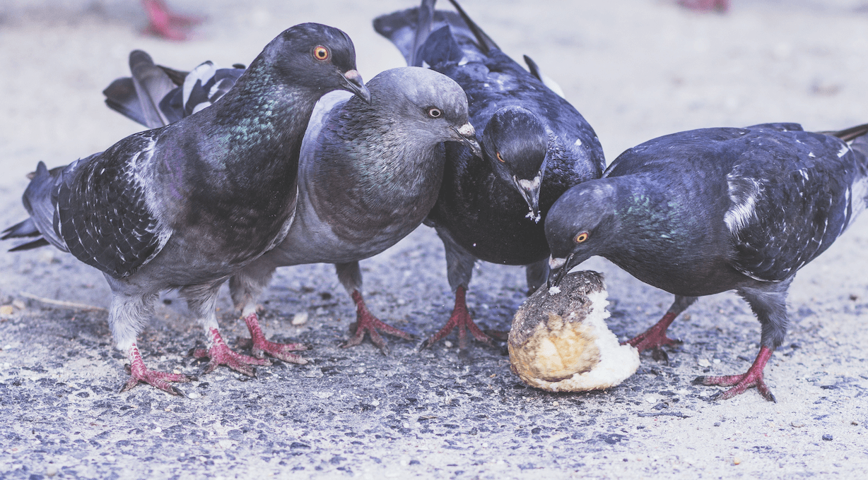 Pigeons eating some food on the street